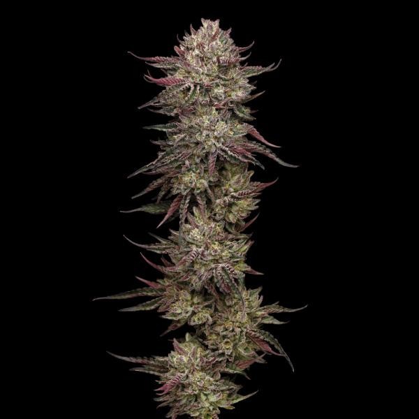 Chicken N'Wafflez Feminized fem Humboldt Seeds Company