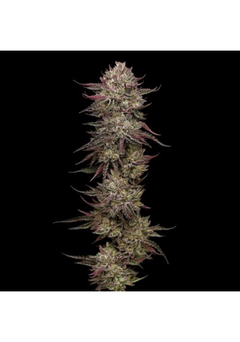 Chicken N'Wafflez Feminized fem Humboldt Seeds Company