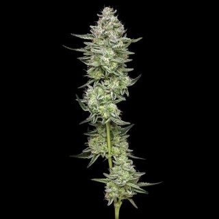 Collieman Kush fem Humboldt Seeds Company