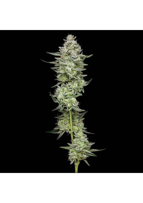 Collieman Kush fem Humboldt Seeds Company