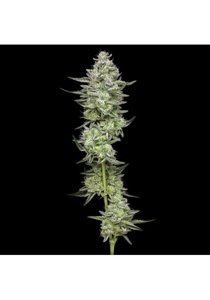 Collieman Kush fem Humboldt...