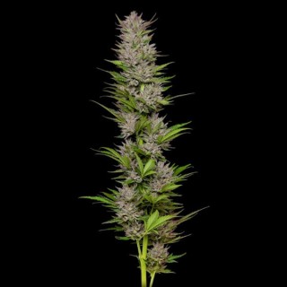 Don Carlos fem Humboldt Seeds Company