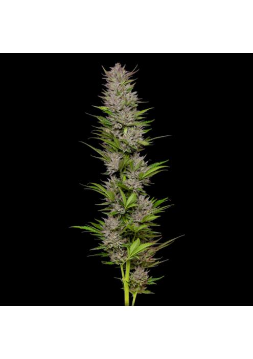 Don Carlos fem Humboldt Seeds Company