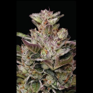 Donutz fem Humboldt Seeds Company