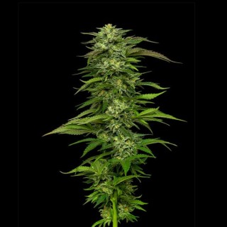 Dream Queen fem Humboldt Seeds Company