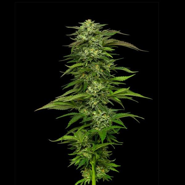Dream Queen fem Humboldt Seeds Company