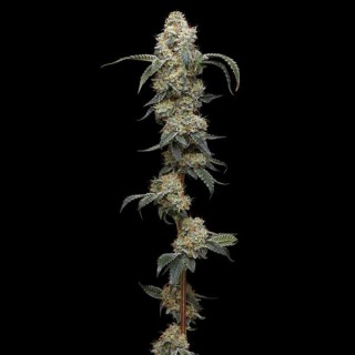 Farmer's Daughter fem Humboldt Seeds Company