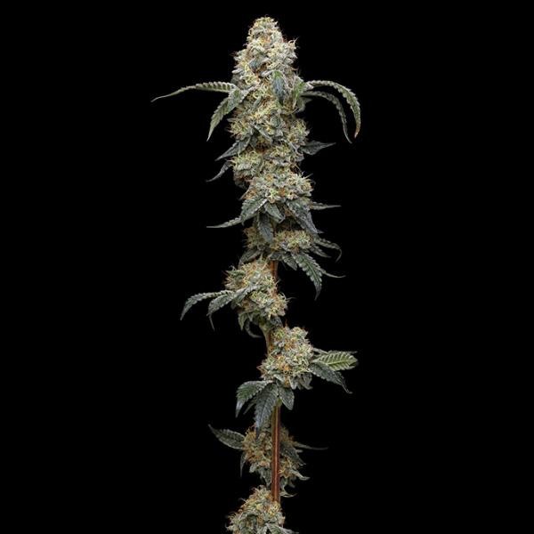 Farmer's Daughter fem Humboldt Seeds Company