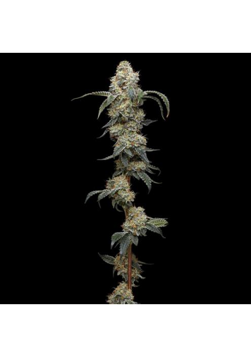 Farmer's Daughter fem Humboldt Seeds Company