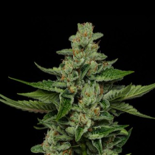 Fortune Cookie fem Humboldt Seeds Company