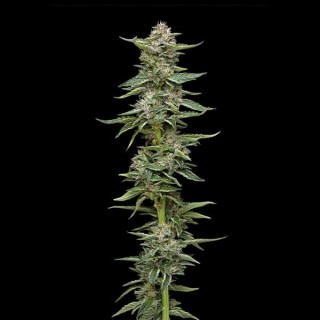 Garlic Budder fem Humboldt Seeds Company