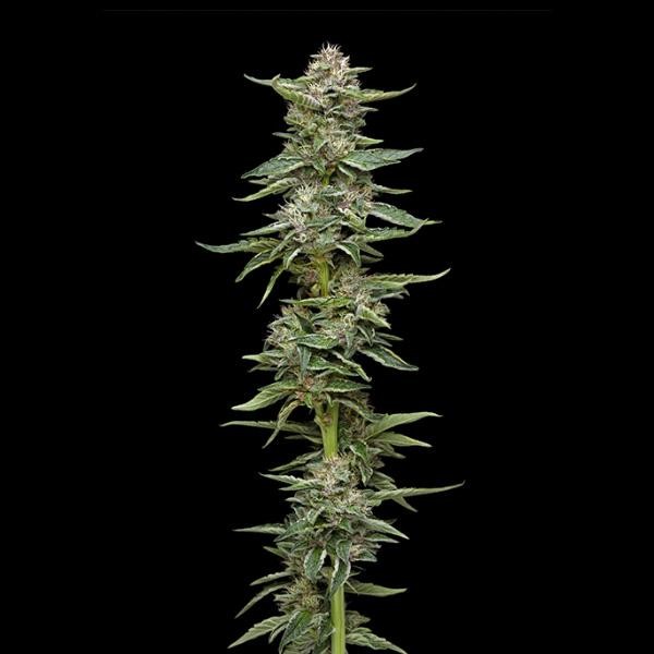 Garlic Budder fem Humboldt Seeds Company