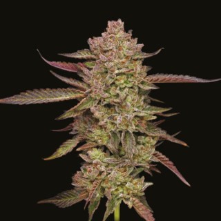 Gazzurple fem Humboldt Seeds Company