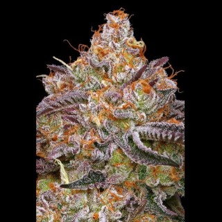 Granny Candy fem Humboldt Seeds Company