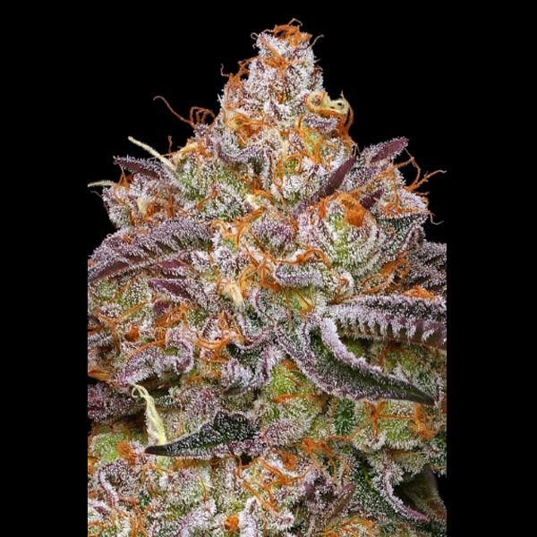 Granny Candy fem Humboldt Seeds Company