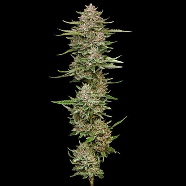 Hella Jelly fem Humboldt Seeds Company