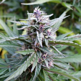 Hi-biscus fem Humboldt Seeds Company
