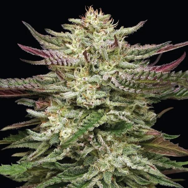 Humboldt Headband fem Humboldt Seeds Company