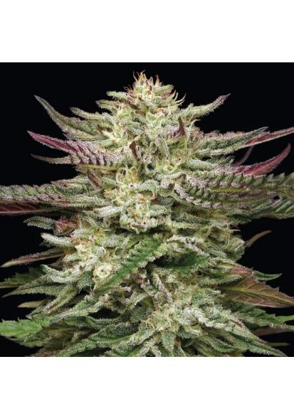 Humboldt Headband fem...