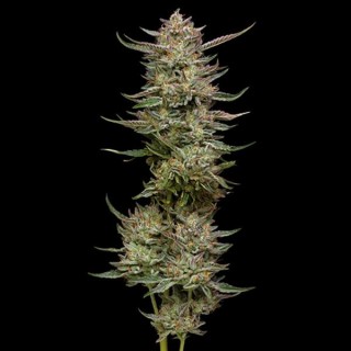 Jelly Donutz fem Humboldt Seeds Company