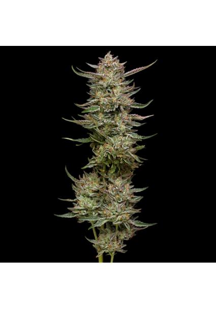 Jelly Donutz fem Humboldt...