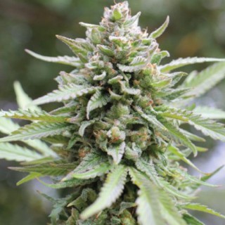 Lemongrass fem Humboldt Seeds Company