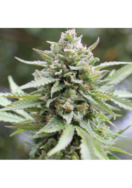 Lemongrass fem Humboldt...