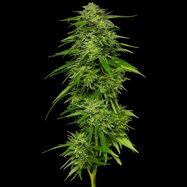 Mango Sherbert fem Humboldt Seeds Company