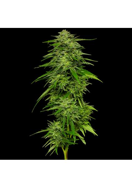 Mango Sherbert fem Humboldt...