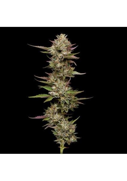 Moonfog Feminized fem...