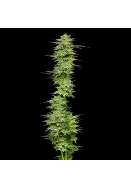 Mountaintop Mint fem...