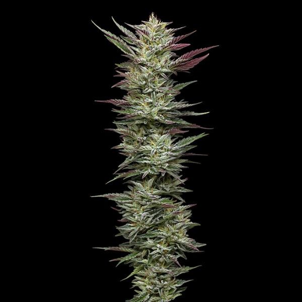 Notorious THC fem Humboldt Seeds Company