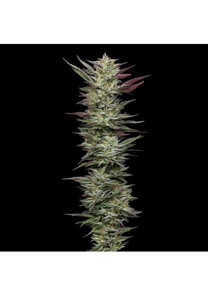 Notorious THC fem Humboldt...