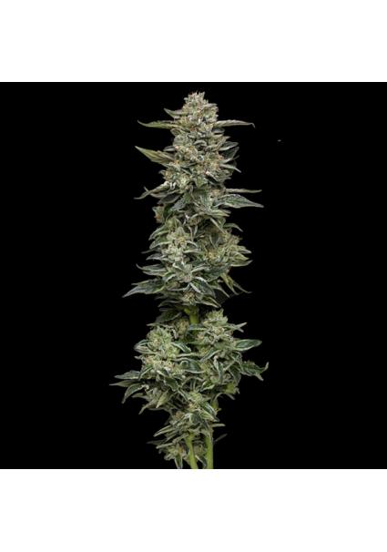 Nutter Budder fem Humboldt...