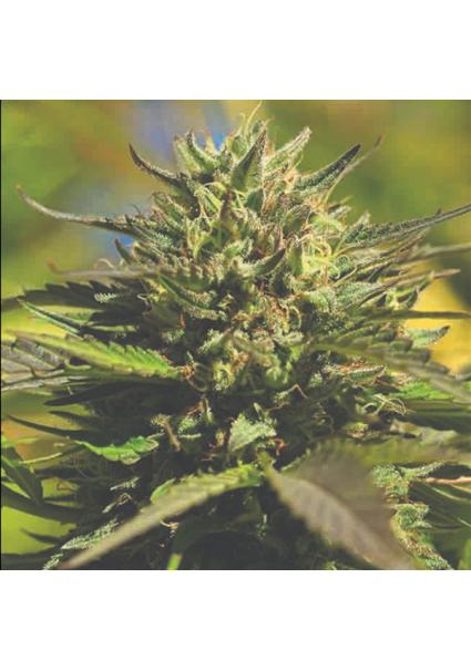 OG Kush fem Humboldt Seeds...