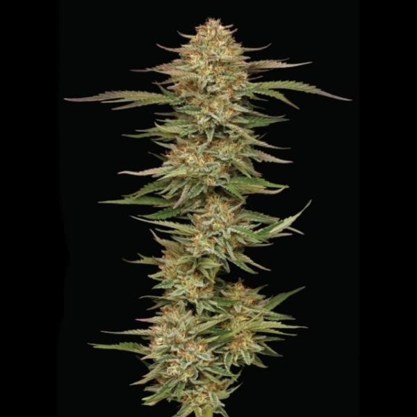 Orange Cream Pop fem Humboldt Seeds Company