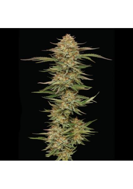 Orange Cream Pop fem...