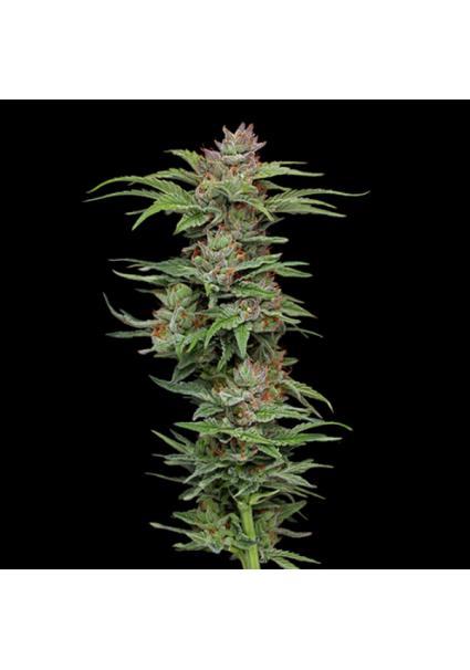 Pineapple Muffin fem...