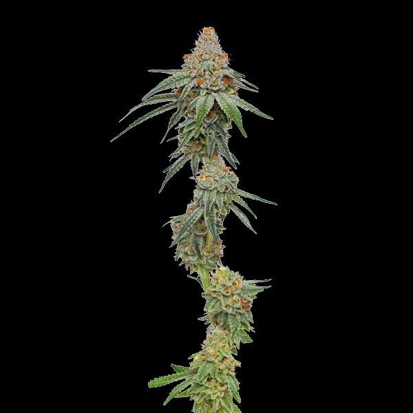 Pineapple Upside Down Cake fem Humboldt Seeds Company