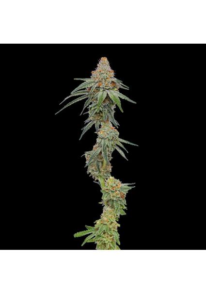 Pineapple Upside Down Cake...