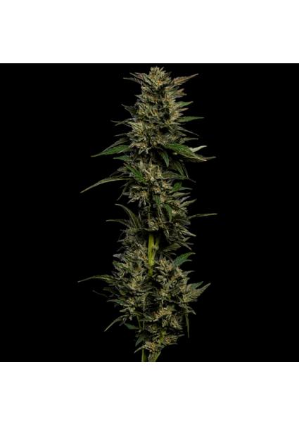 Pistachio fem Humboldt...