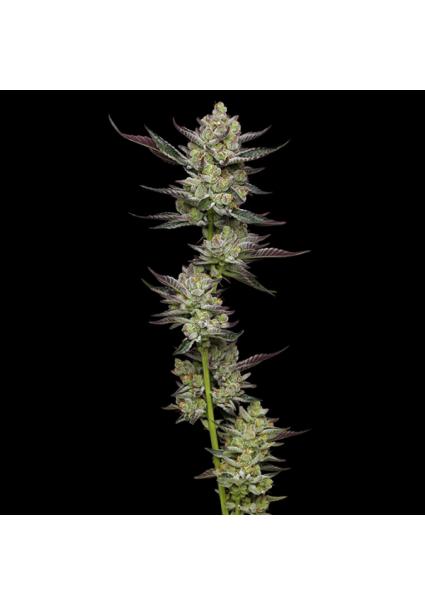 Poddy Mouth fem Humboldt...