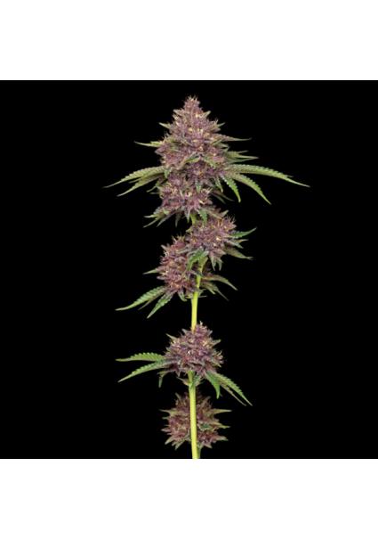 Purpz Feminized fem...