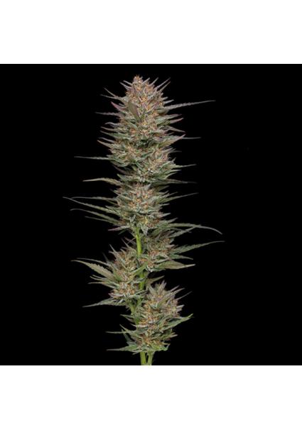 Raspberry Parfait fem...