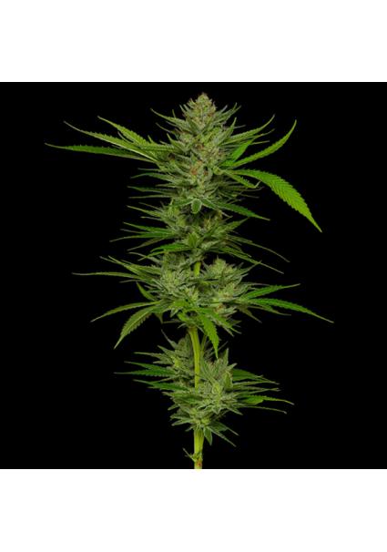 Slightly Stoopid Fruits fem...