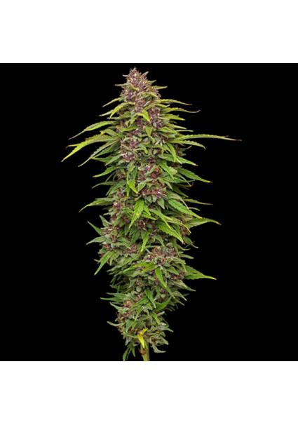 Squirt Feminized fem...