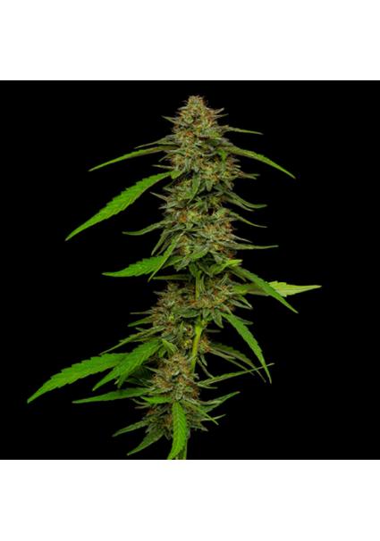 Strawberry Cheesecake fem...