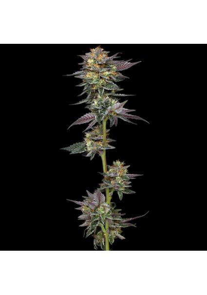 The Bling fem Humboldt...