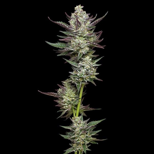 Vanilla Creme Pie fem Humboldt Seeds Company