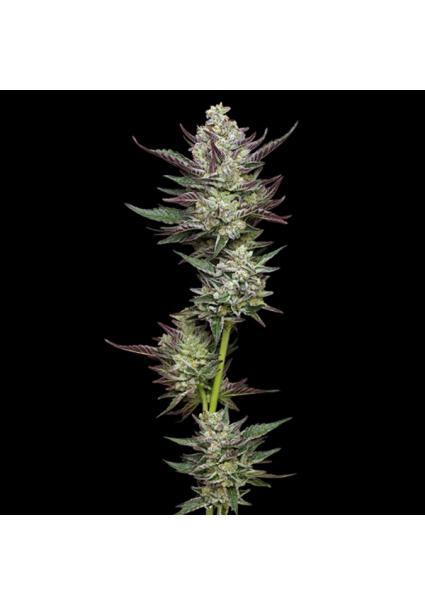 Vanilla Creme Pie fem...